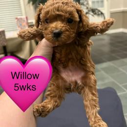 Willow - Apricot female Poodle puppy in Mineral Wells, Texas from S.H.A.R.P.’s Toy Poodles