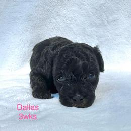 Dallas - Black female Yorkipoo puppy in Waldorf, Maryland from Luv My Yorkies, LLC