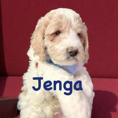 Jenga - Parti male Springerdoodle puppy in Murrells Inlet, South Carolina from SpringerDoodles at the Beach