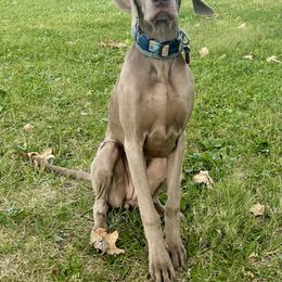 Weimaraner Puppies from Alpha Weims by The Mattas Kennel