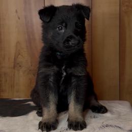 Rival - Bi-color female German Shepherd puppy in Beech Grove, Arkansas from Ze Zadnich lesu