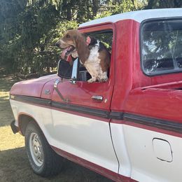 Lady - Basset Hound