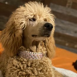 Ember  - Poodle