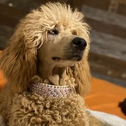 Ember  - Poodle