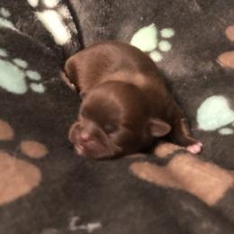 Rose - Chocolate female Shih Tzu puppy in Milton, Florida from Shih tzu adventures of Santa Rosa Florida