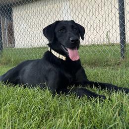Tora - Labrador Retriever