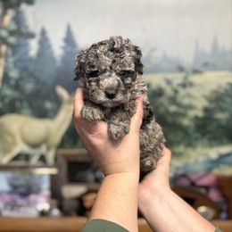 Luke - Blue merle male Aussiedoodle puppy in Hopkins, Missouri from Mowry Creek Mini Aussiedoodles and More