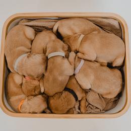 Golden Retriever Puppies from Rocky Mountain Field Goldens