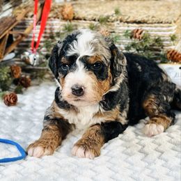 Blue boy - Merle male Bernedoodle puppy in Waukesha, Wisconsin from Bernedoodle Boutique (and Cavapoos)