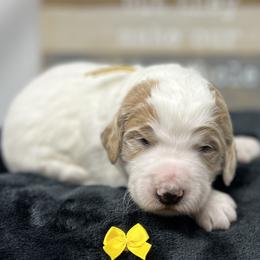 Yellow Male - Parti male Goldendoodle puppy in Great Falls, Montana from Montana Goldendoodles