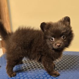 Chocolate  white chest - Chocolate male Pomeranian puppy in Meherrin, Virginia from Traveling Poms