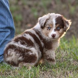 Sunny - male Miniature Australian Shepherd puppy in Wolfe City, Texas from Susan Warnock