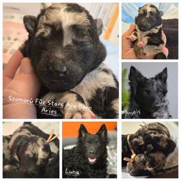 Szomoru Fuz Stars Are Born Aries - Black merle Mudi puppy in Bolingbrook, Illinois from Szomorú Füz Mudi Kennel/Weeping Willow Mudi Kennel