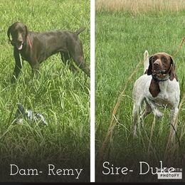 German Shorthaired Pointer Puppies from Bear Creek Pointers