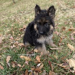 German Shepherd Puppies from German Shepherds of Shawnee