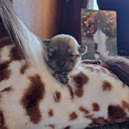 NEWTON-BOY 1 - Red sable male Pomeranian puppy in Lore City, Ohio from Tonia's Pomeranians