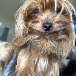 Link - Yorkshire Terrier