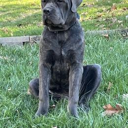 Cane Corso Puppies from Central Jersey K9