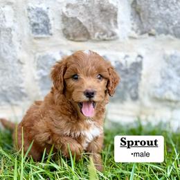 Sprout - Apricot male Goldendoodle puppy in Jackson, Mississippi from T.M. Poodles & Doodles