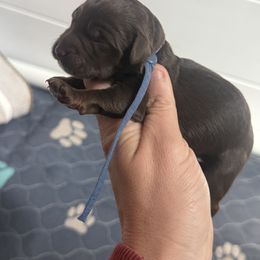 Bluegrey collar - Phantom male Goldendoodle puppy in Homer, Georgia from Creekside Kennels