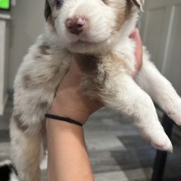 Aussiedoodle, Bernedoodle, and Miniature Australian Shepherd Puppies from MC Doodles