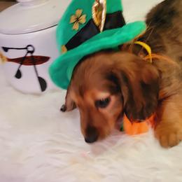 Dachshund Puppies from CLARK'S BREEDING PROGRAM
