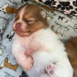 Colt 45 - Chocolate parti male Pomeranian puppy in Bentonville, Arkansas from Hummingbird & Fox