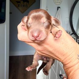 Lucy - Chocolate and cream female Dachshund puppy in Alva, Florida from Salty C's Dachshunds