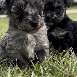 Yorkipoo puppies from X-F Kennels