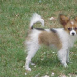 Papillon Puppies from Clearlake Papillons