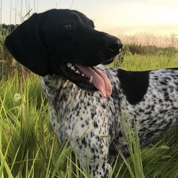 German Shorthaired Pointers from Field and Forest