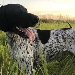 German Shorthaired Pointers from Field and Forest