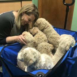 Goldendoodle, Schnoodle, and Sheepadoodle Puppies from Dood Ranch