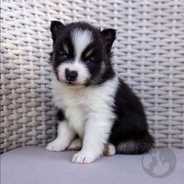 Celine - Black and white female Pomsky puppy in Sumter, South Carolina from Emerald Skies Pomskies