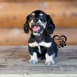 Hank - Black and cream male Dachshund puppy in Nashville, Arkansas from Cuddles n Curls