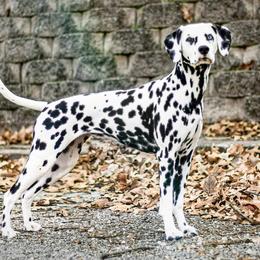 Beagles and Dalmatians from Arcadia Kennels