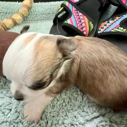Clint - Chocolate sabled fawn male Chihuahua puppy in Choctaw, Oklahoma from Savvy Chihuahuas of Oklahoma