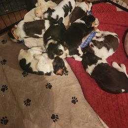English Springer Spaniel Puppies from Sterling's springer Haven