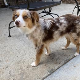 Claire - Miniature American Shepherd