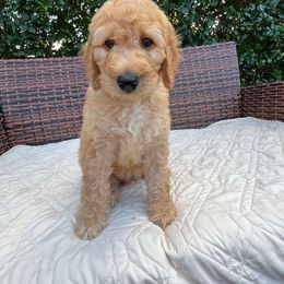 Goldendoodle Puppies from Coral Gables Doodles