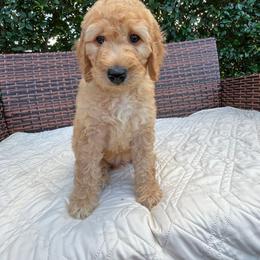 Goldendoodle Puppies from Coral Gables Doodles
