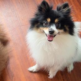 Blair - Pomeranian