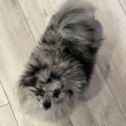 Luna - Pomeranian