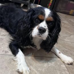 Happy - Cavalier King Charles Spaniel