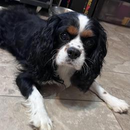 Happy - Cavalier King Charles Spaniel