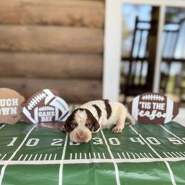 Boy 1 - Liver roan and tan male English Cocker Spaniel puppy in Ohatchee, Alabama from Otter Creek Kennels