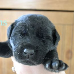 1st pick Black - Black male Labrador Retriever puppy in Tomahawk, Wisconsin from Mahner Labs
