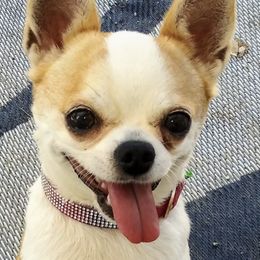 Chihuahuas from Teacals Chihuahuas