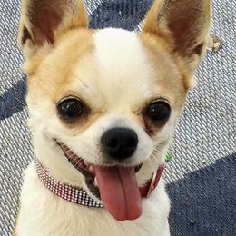 Chihuahuas from Teacals Chihuahuas
