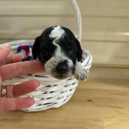 Wendy - Parti female Goldendoodle puppy in Cherry Tree, Pennsylvania from Plum Creek Acres Next Generation